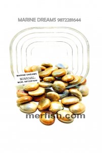 GOLDEN HALF ROUND GLASS STONES 1 KG