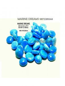 BLUE HALF ROUND GLASS STONES 1 KG