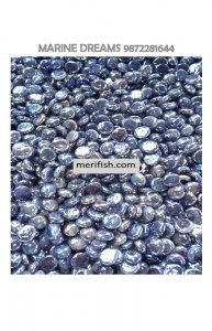 SILVER HALF ROUND STONES 1 KG