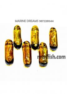 GOLDEN COLA CAPSULE GLASS STONES 1 KG