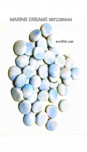BLUE & WHITE DOUBLE SHADE HALF ROUND GLASS STONES 1 KG