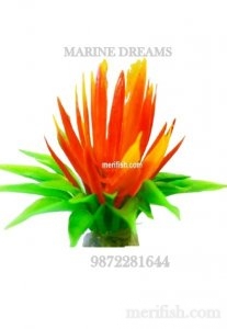 COLOURED LOTUS PLANTS