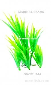 10 INCH GRASS PLANTS IN ONE BASE