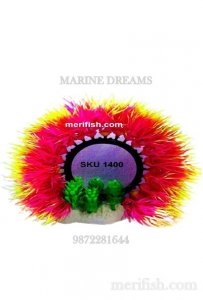 COLOURED ROUND PLANT