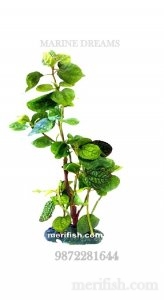 MINT LEAF 10 INCH PLANT
