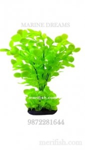 SMALL LEAF BUNCH PLANT 12 INCH