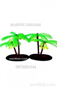 COCONUT TREE 5 INCH PLANT