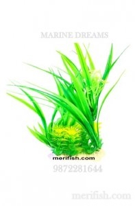 BIG GRASS LEAF PLANT 6 INCH