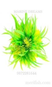 GRASS BALL WITH LONG LEAF