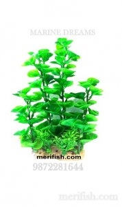 SEA LEAF PLANT 10 INCH