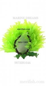 ROUND SHAPE LEAF PLANT