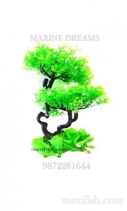 NEST SHAPE TREE PLANT