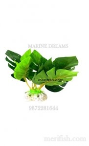 BIG LEAF NATURAL PLANT 4 INCH