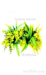 PLANT WITH BASE MOSS