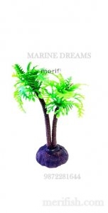 COCONUT TREE PLANT 4 INCH