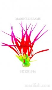 LONG LEAF 6 INCH PLANT