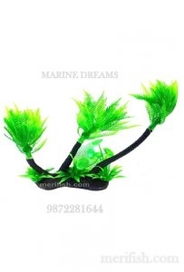 THREE STICK COCONUT TREE PLANT