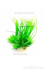 GREEN LONG & SMALL GRASS LEAF PLANT