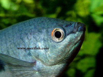 Blue Gourami