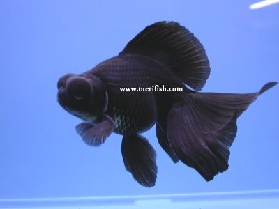Black Moor Goldfish