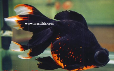Black Moor Goldfish