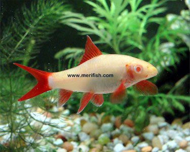 Albino Rainbow Shark