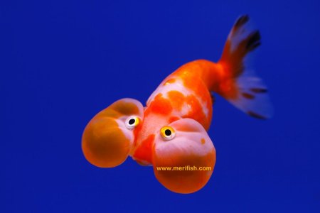 The Bubble Eye Goldfish