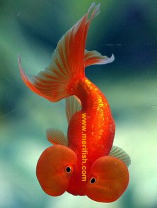The Bubble Eye Goldfish