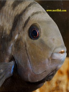 Black Convict Cichlid