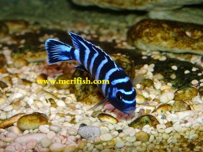 Demasoni Cichlid