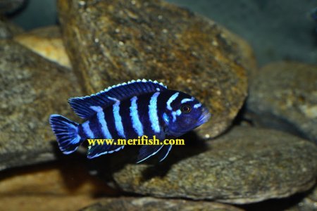 Demasoni Cichlid