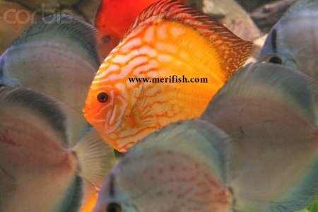 Red Turquoise Discus