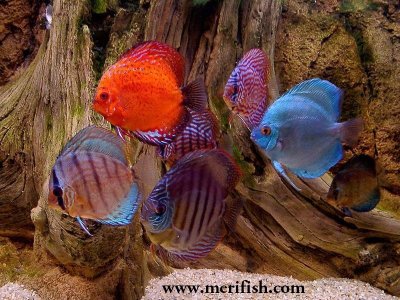 Red Turquoise Discus