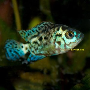 Electric Blue Jack Dempsey