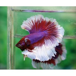 Betta