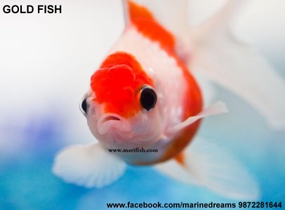 Oranda Goldfish