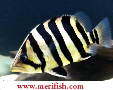 Indonesian Tigerfish