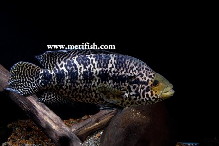 Jaguar Cichlid