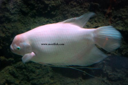 Giant Gourami