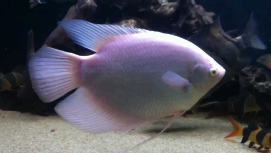 Giant Gourami