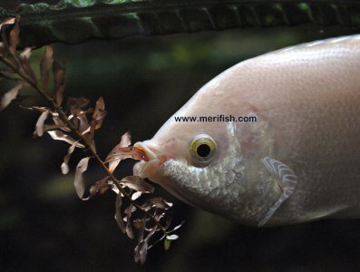 Kissing Gourami