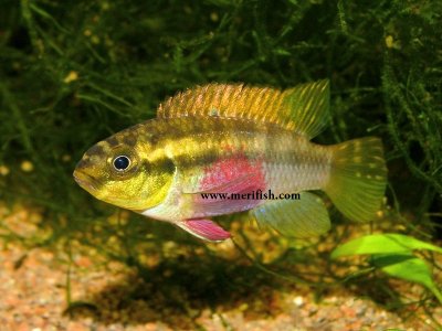 Kribensis Cichlid