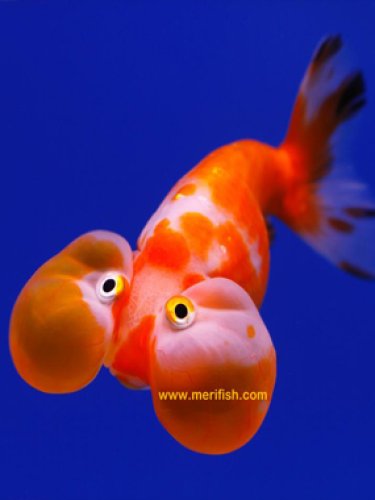 Goldfish With Big Cheeks Name