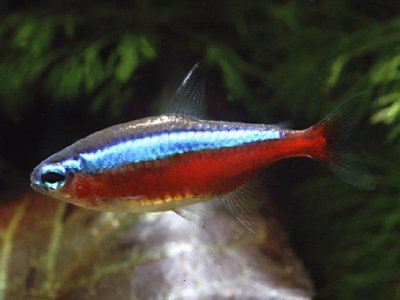 Neon Tetra