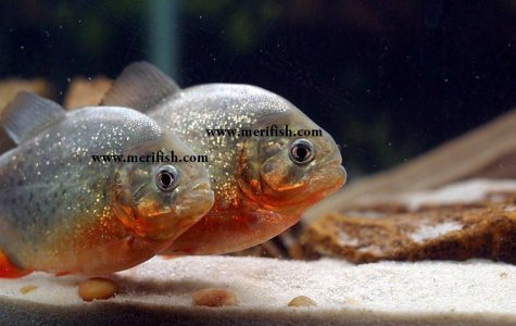 Red Belly Piranha
