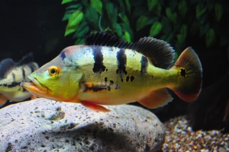 Peacock Bass