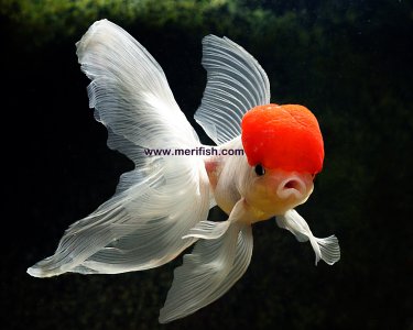 Red Cap Oranda