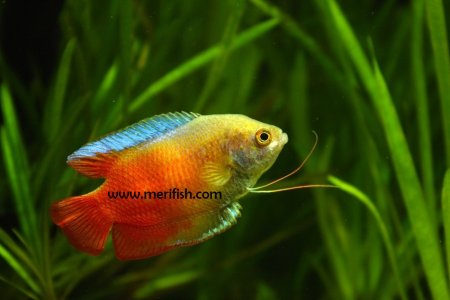 Dwarf Gourami