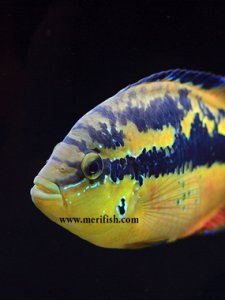 Salvini Cichlid