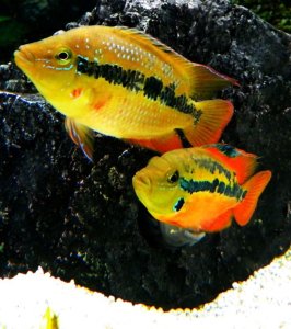 Salvini Cichlid